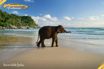 Elephant Beach