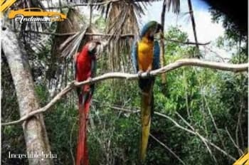 Parrot Island