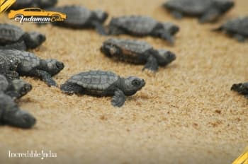 Turtle Nesting